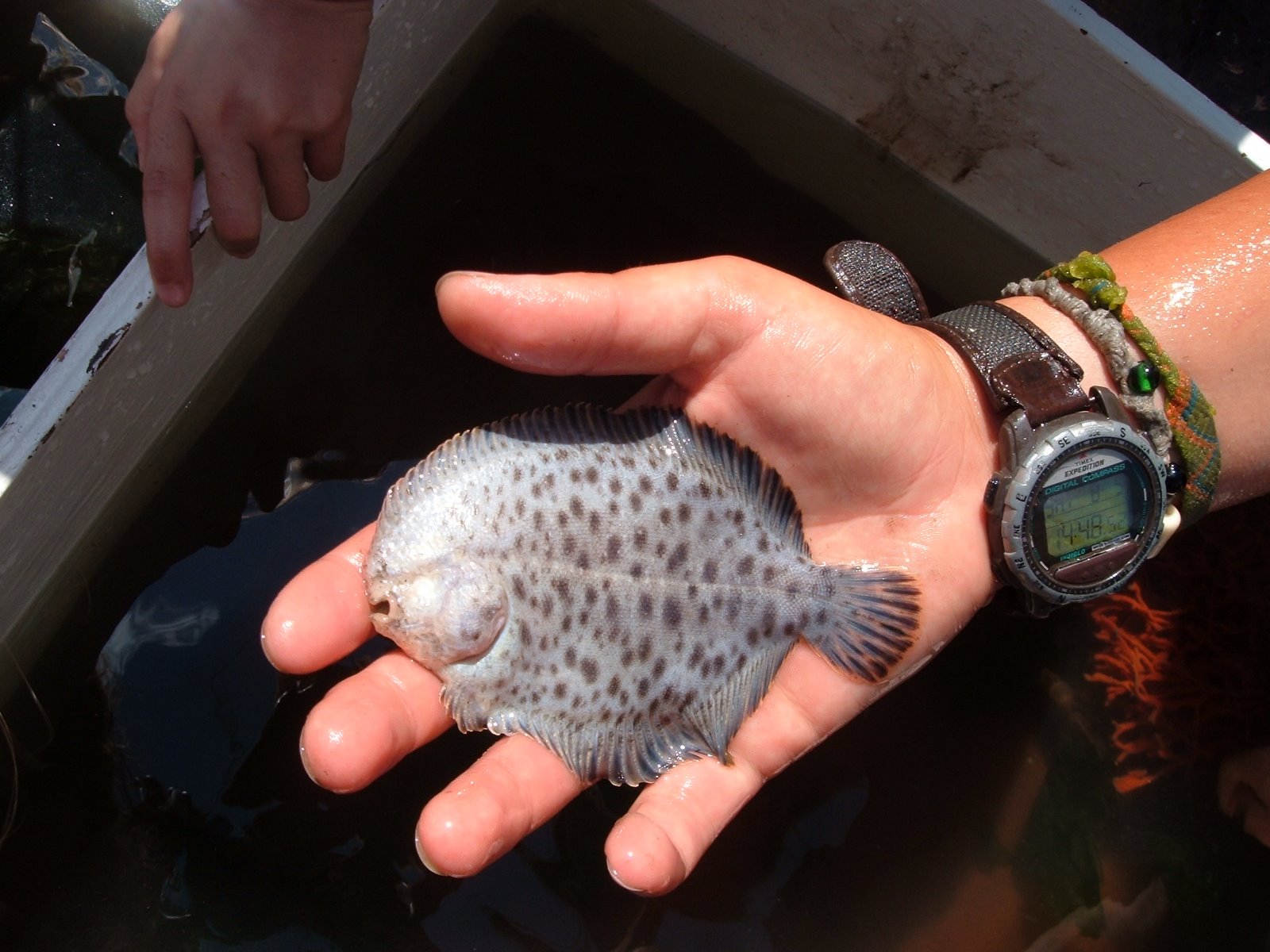 hogchoker fish